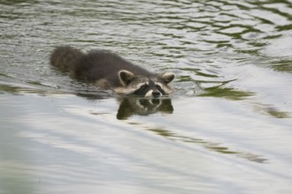 A raccoon (Procyon lotor) swims in calm water and its reflection is clearly visible, Hesse,