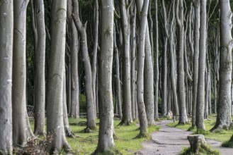 Beech forest (Fagus sylvatica), Ghost Forest Nienhagen, Mecklenburg-Western Pomerania, Germany,