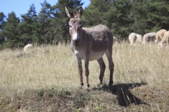 A donkey stands in a pasture next to a group of sheep, surrounded by trees and under a blue sky,