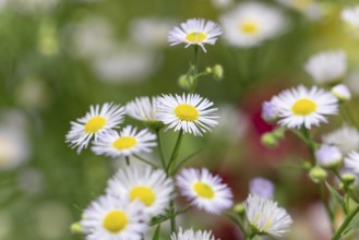 Close-up of flowers of Erigeron annuus (Erigeron annuus), Ternitz, Lower Austria, Austria, Europe