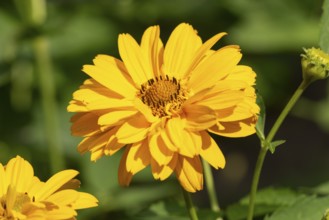 Close-up of a yellow flower of the heliopsis with well-defined petals in summer