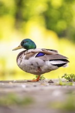 Duck photographed from the side in a green, natural environment, Nagold, Black Forest, Germany,