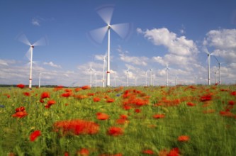 Wind farm, field with flower strips, insect-friendly border of fields with mixed flowers, poppies,