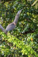 Bare-throated tiger heron (Tigrisoma mexicanum) in a tree, Tortuguero National Park, Costa Rica,