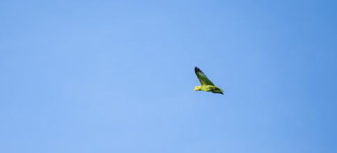 Brown hooded parrot in flight, Puntarenas province, Costa Rica, Central America