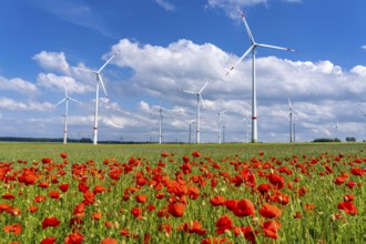 Wind farm, field with flower strips, insect-friendly border of fields with mixed flowers, poppies,