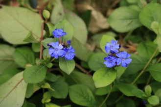 Blue leadwood (Ceratostigma willmottianum), flowering, flowering perennial, Ellerstadt, Germany,