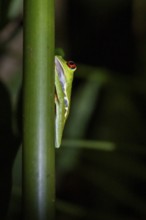 Red-eyed tree frog (Agalychnis callidryas) on a leaf, macro photograph, black background,