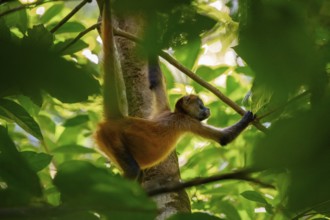 Geoffroy's spider monkey (Ateles geoffroyi) climbing a tree in the jungle, Tortuguero National