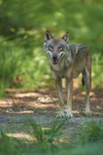 Gray wolf (Canis lupus), in the forest, summer, Germany, Europe