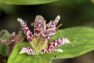 Bristly toad lily (Tricyrtis hirta), flowering, flower, Ellerstadt, Germany, Europe