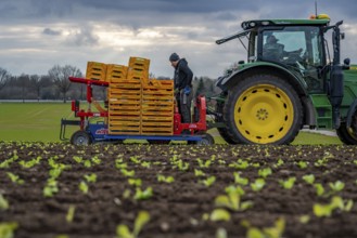 Lettuce plants, in press pots, they are planted in a field with a planting machine, agriculture,