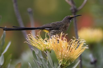 Cape Honeybird (Promerops cafer), adult, male, on flower, Protea, vigilant, Kirstenbosch Botanical