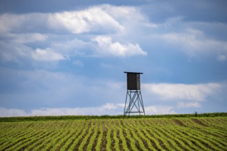 Field, field with high seat for hunters, near Lichtenau, North Rhine-Westphalia, Germany, Europe