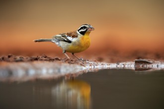 Golden-breasted Bunting (Emberiza flaviventris), adult, at the water, drinking, Kruger National