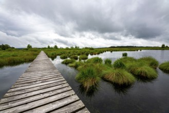 The High Fens, Brackvenn, raised bog, wooden plank hiking trail, in Wallonia, Belgium, on the