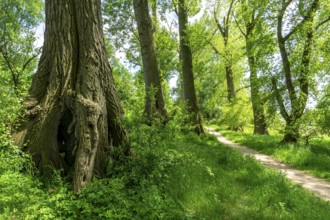 Urdenbachen Kämpe nature reserve, Lower Rhine cultural landscape with pollarded willows, fruit