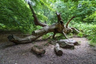 The Sababurg primeval forest, or primeval forest in the Reinhardswald, is a 95-hectare biotope