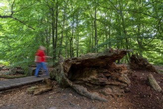 Bohlenweg, in the Sababurg primeval forest, or also primeval forest in the Reinhardswald, is a