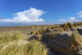 Dune landscape, sand dunes, dune grass in the west of Borkum, island, East Frisia, winter, season,