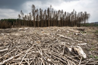 Forest dieback in the Arnsberg Forest nature park Park, over 70 per cent of the spruce trees are