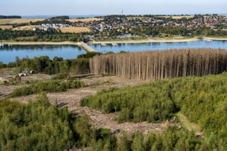 Forest dieback in the Arnsberg Forest, northern Sauerland, dead spruce trees, partly cleared