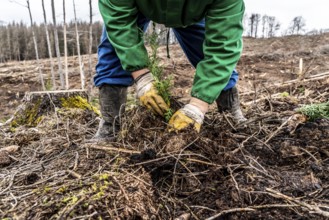 Reforestation in the Arnsberg Forest near Warstein-Sichtigvor, Soest district, forestry workers