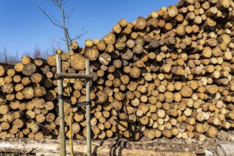 Cleared forest area north of the village of Hirschberg, Soest district, dead spruce stands were