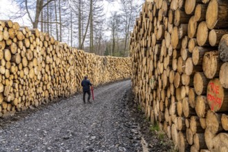 Felled, stacked spruce trunks, forest dieback in the Arnsberg Forest nature park Park, over 70 per