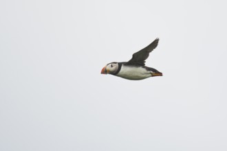 Puffin (Fratercula arctica), flying, Skomer Island, Wales, Great Britain