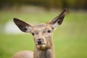 Red deer (Cervus elaphus) hind, portrait, on a meadow, Bavaria, Germany, Europe