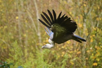 Eurasian griffon vulture (Gyps fulvus) flying, Bavaria, Germany, Europe