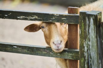 Domestic sheep (Ovis aries) looking through the fence, Bavaria, Germany, Europe