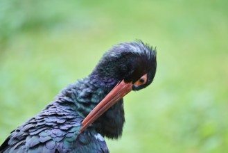 Black stork (Ciconia nigra) in a forest, portraitBavaria, Germany, Europe