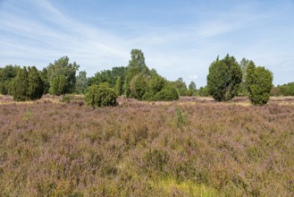 Heather blossom, juniper (Juniperus communis), near Wilsede, Bispingen, Lüneburg Heath, Lower