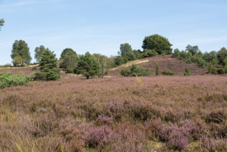 Heather blossom, trees, Wilseder Berg near Wilsede, Bispingen, Lüneburg Heath, Lower Saxony,