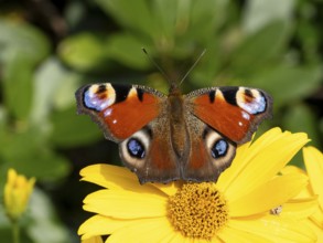 European peacock (Inachis io) on a flower of the heliopsis (Heliopsis), North Rhine-Westphalia,