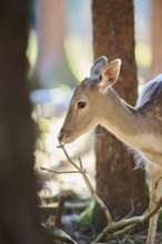 European fallow deer (Dama dama) doe, portrait, in a forest, Bavaria, Germany, Europe