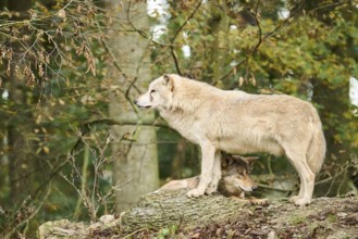 Eastern wolves (Canis lupus lycaon) standing on a little hill, Bavaria, Germany, Europe