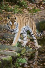 Siberian tiger (Panthera tigris altaica) walking on the ground, Germany, Europe