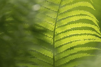 Fern (Tracheophyta), single leaf illuminated by backlight, to the left the blurred shadow of