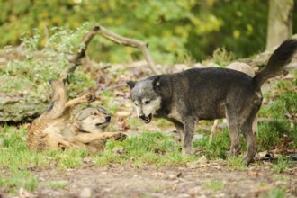 Eastern wolves (Canis lupus lycaon) arguing with each other, Bavaria, Germany, Europe