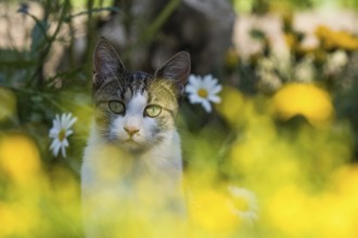 A cat sits between yellow flowers and looks into the camera in a natural environment, Hesse,