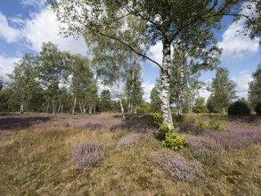 Heather blossom in the Senne-Moosheide nature reserve, North Rhine-Westphalia, Germany, Europe