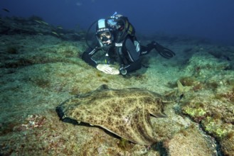 Diver lying on rocky seabed, Atlantic Ocean, East Atlantic Ocean, Fuerteventura, Canary Islands,