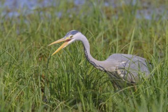 Grey heron (Ardea cinerea), also heron, hunting, beak open, sunrise, shallow water zone, shore