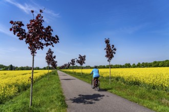 The avenue cycle path between Xanten and Marienbaum, Kalkar, on the Lower Rhine, former railway