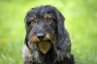 Rough-haired dachshund (Canis lupus familiaris) puppy, male, 3 years, animal portrait, meadow,