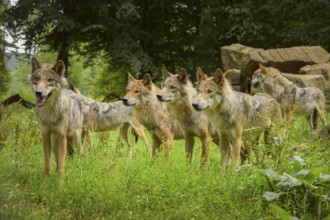 Wolf (Canis lupus), pack of wolves in forest, summer, Germany, Europe