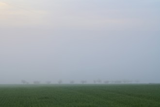 Foggy morning landscape with green meadows, trees and rolling hills at sunrise, spring,